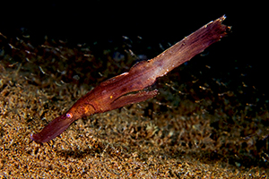 Solenostomus armatus